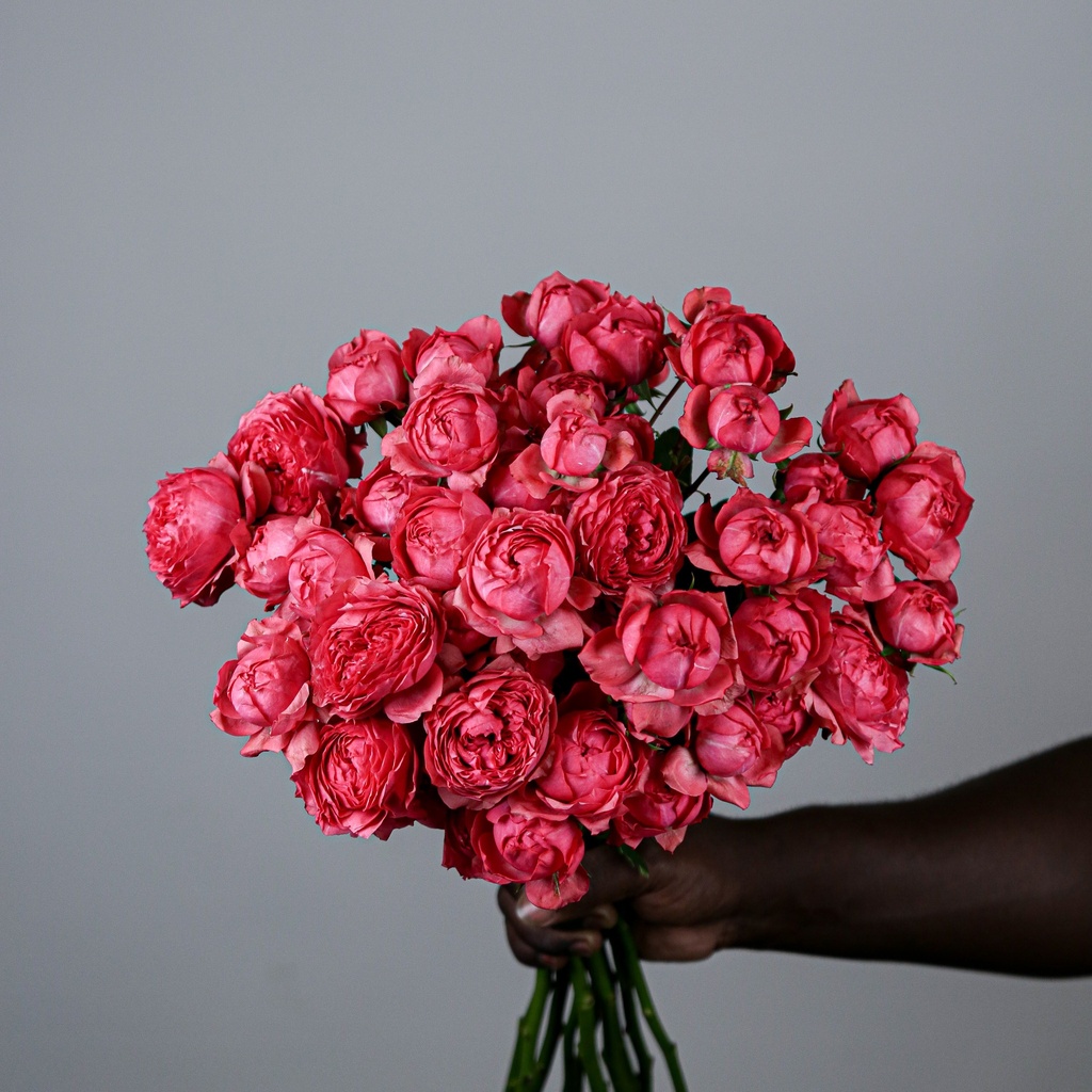 Julieta Raspberry 50cm 