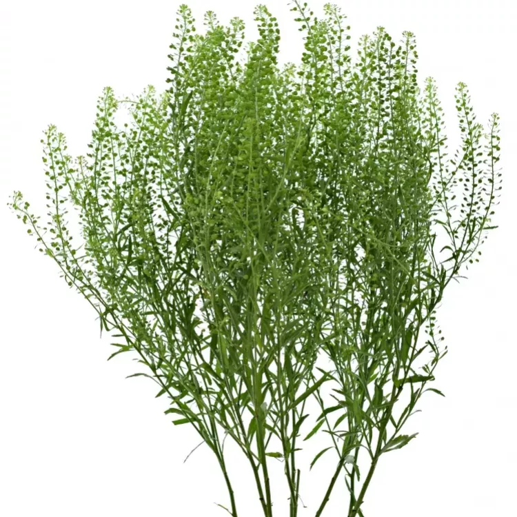 Lepidium 70cm