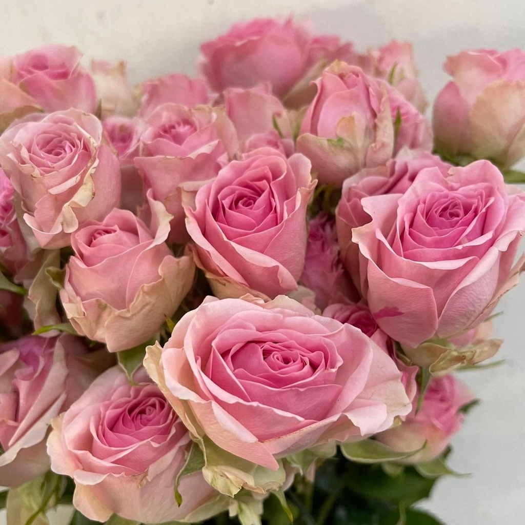 Spray Rose Dinara 50cm 