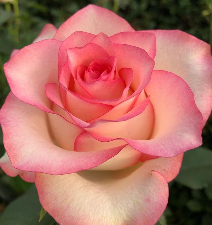 Rose Jumila 40cm