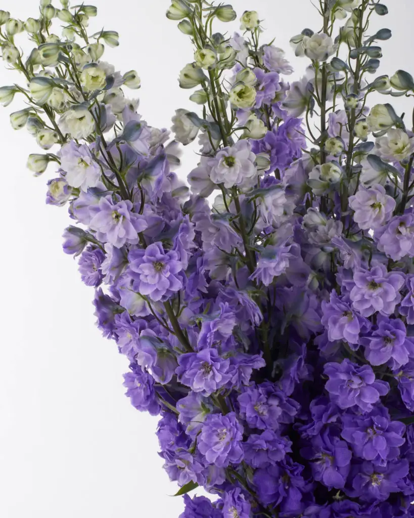 Delphinium Purple Heart 80cm