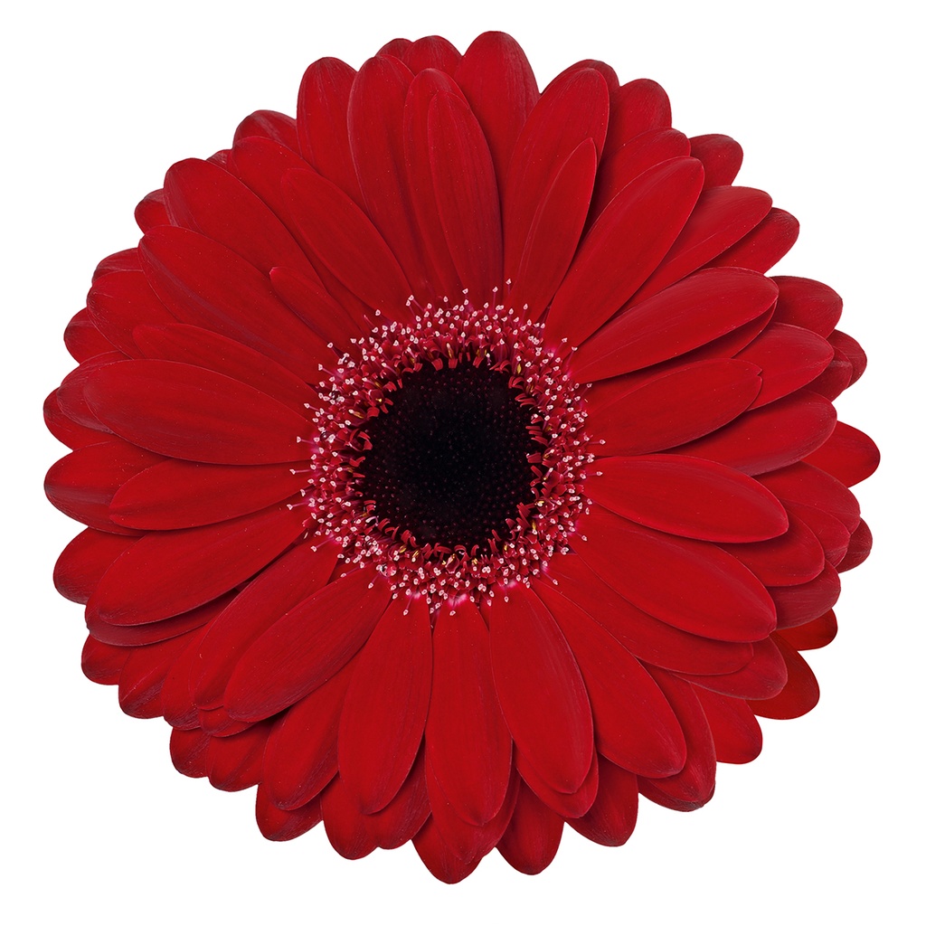 Gerbera Mini Black Tie 45cm - Red