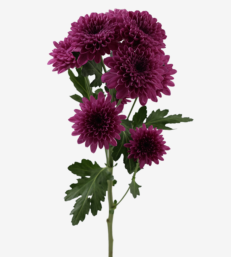 Chrysanthemum Lamira 70cm