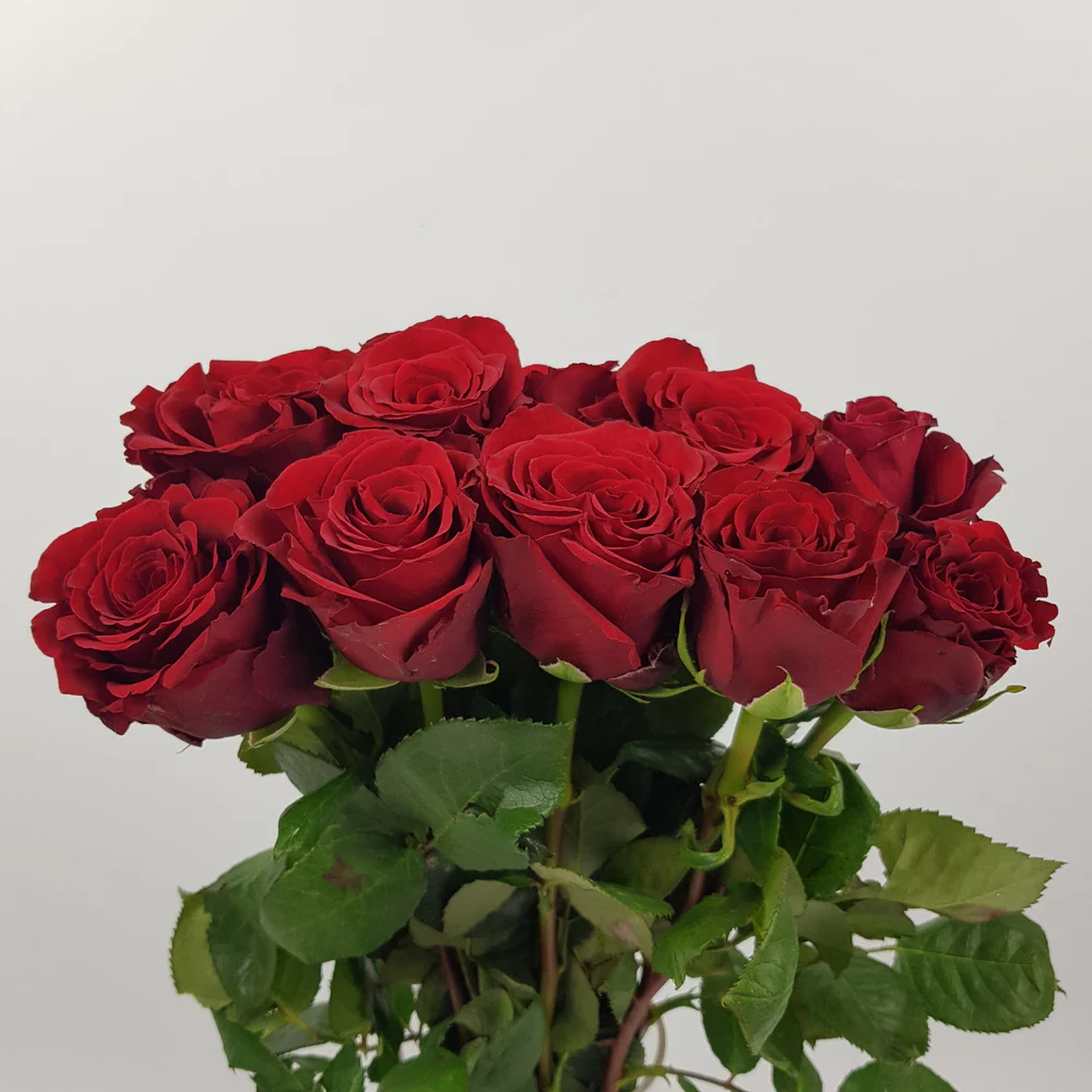 Rose Ever Red 60cm 