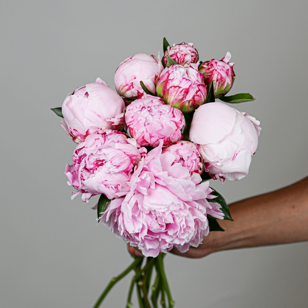 Paeonia Sarah Bernhardt 