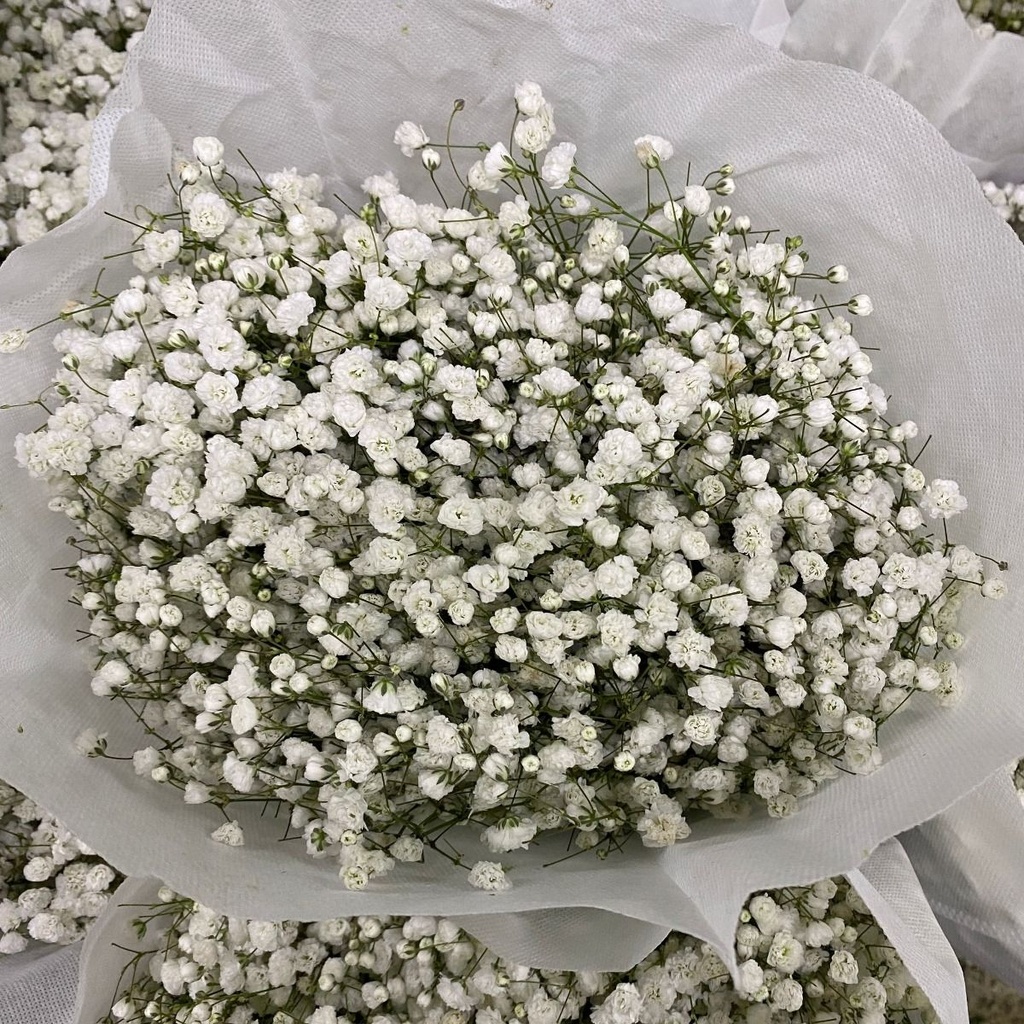 Gypsophila KN