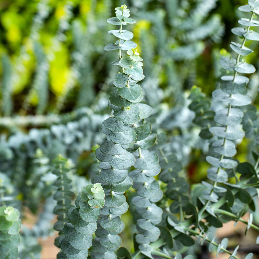Eucalyptus Baby Blue