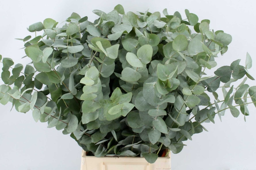 Eucalyptus Cinerea 