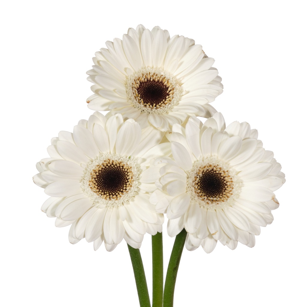 Gerbera Mini Lido 