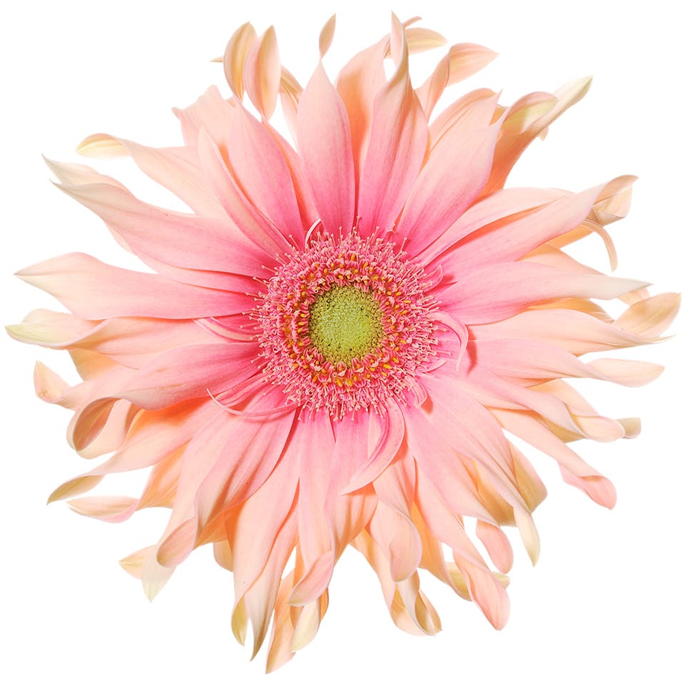Gerbera Pasta Rosata