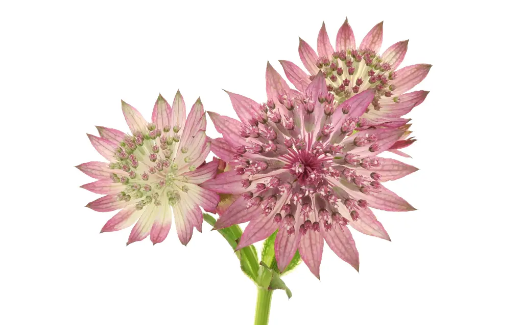 Astrantia Roma 