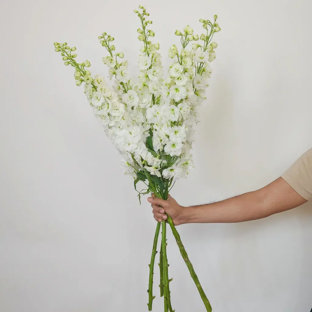 Delphinium Snow White 80cm