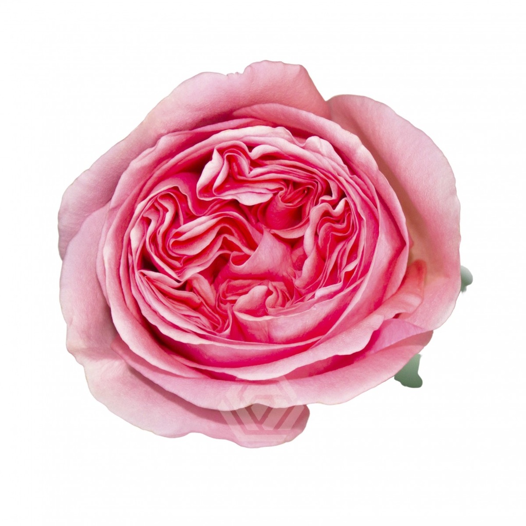 Roses Pink Xpression 40cm  EC