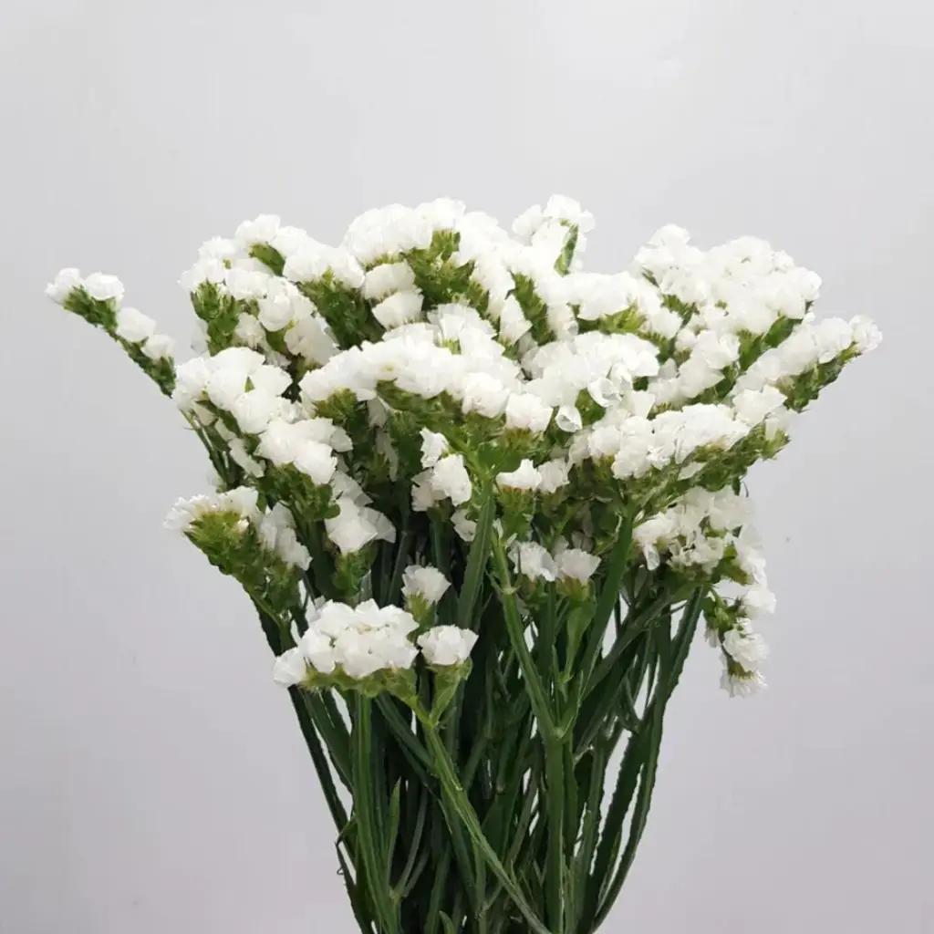 Statice White 70cm  