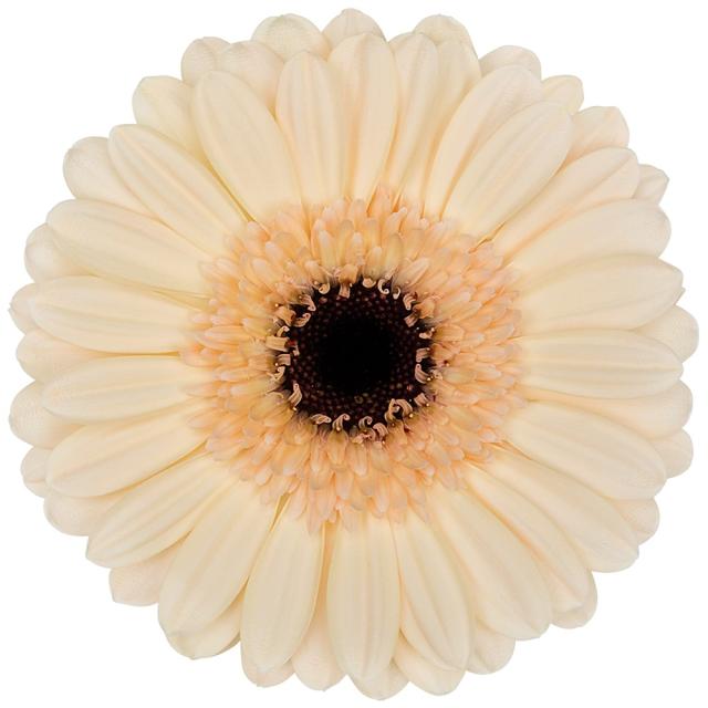 Gerbera Mini Cafe 