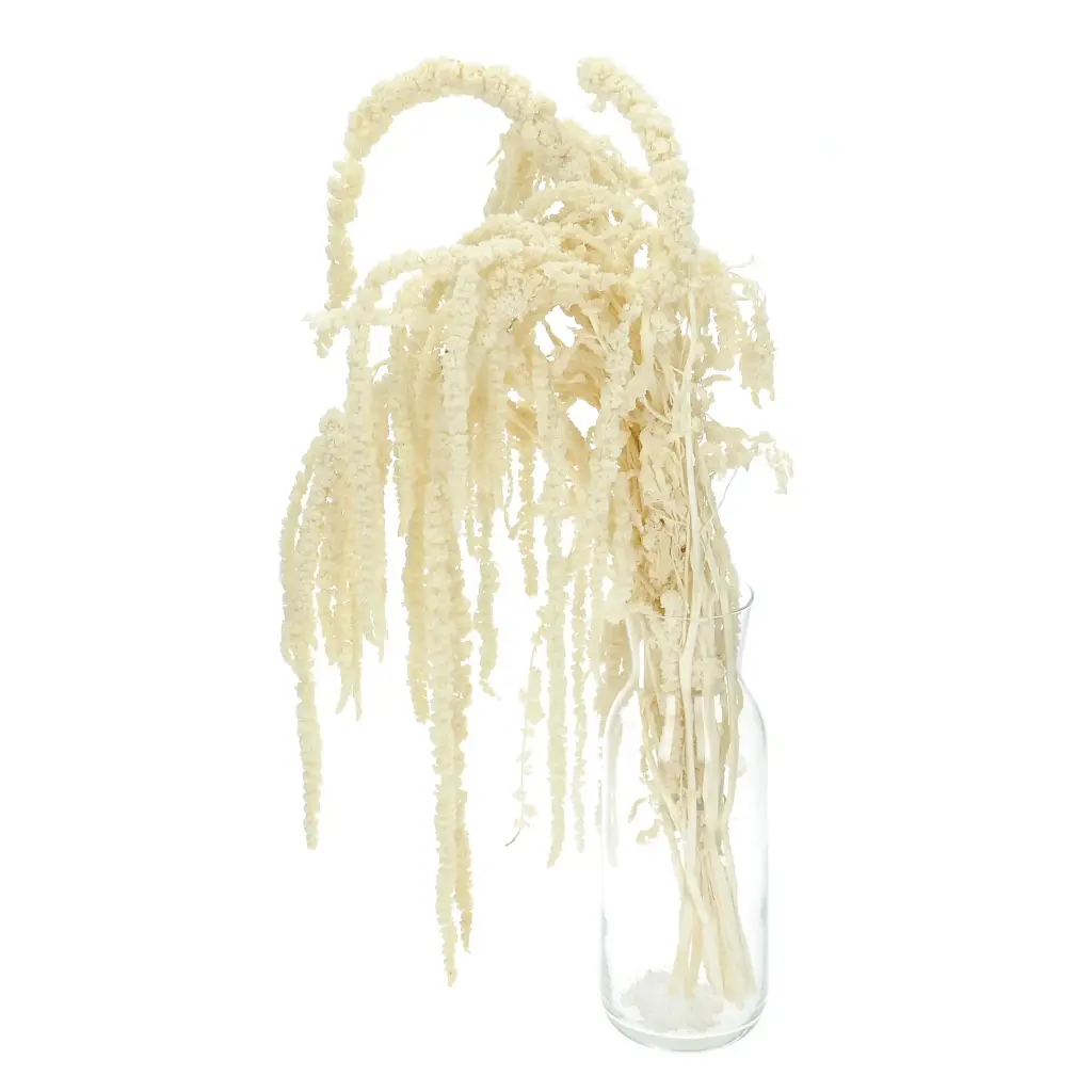 Amaranthus Bleached Per Bunch