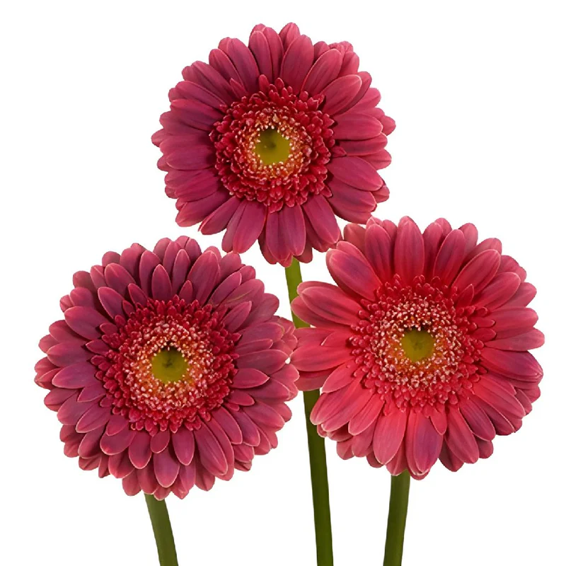 Gerbera Mini Bizar 45cm 7cm hd