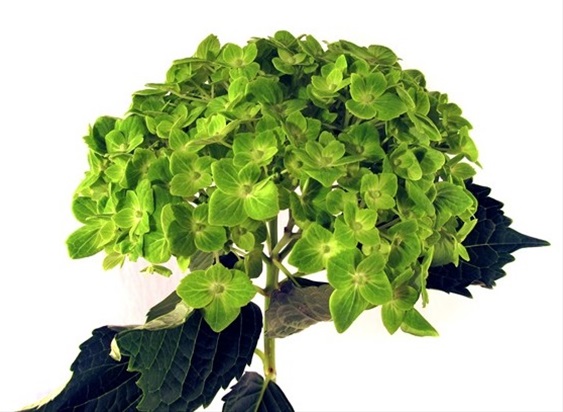 Hydrangea Premium Esmerald Green