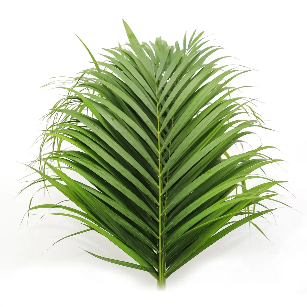 Cane Palm / Areca70cm