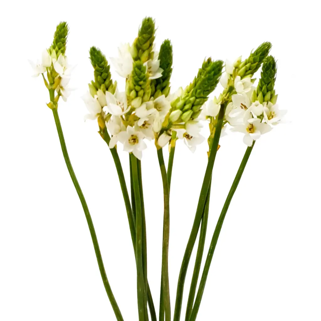 Ornithogalum Saundersiae 
