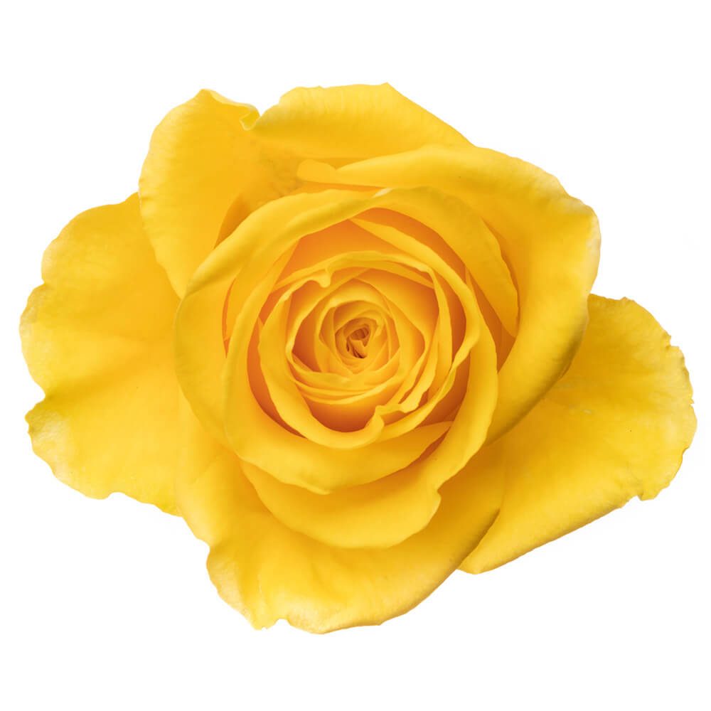 Rose Moon walk 50cm