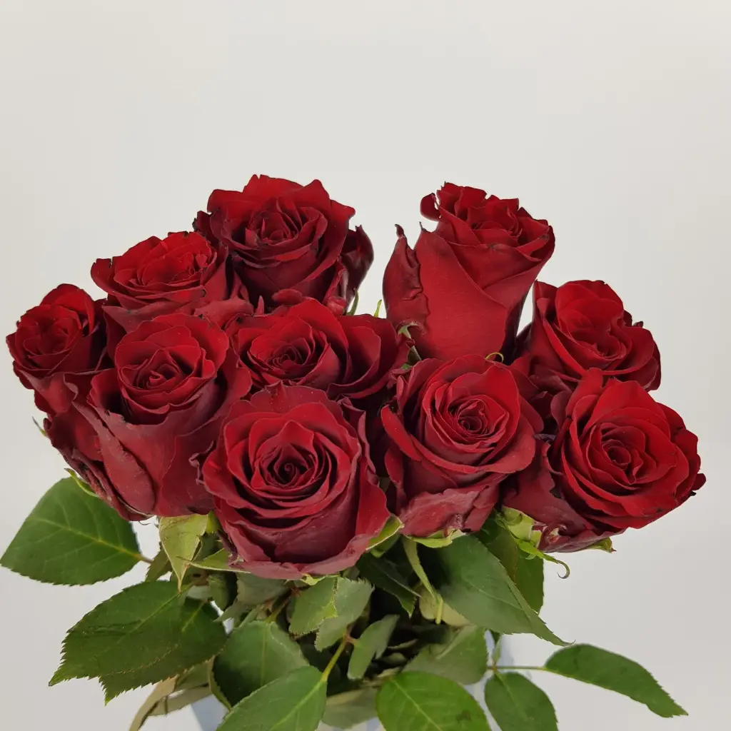 Rose Explorer 40cm EC