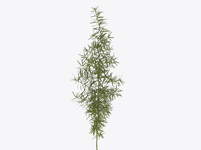 Asparagus LB