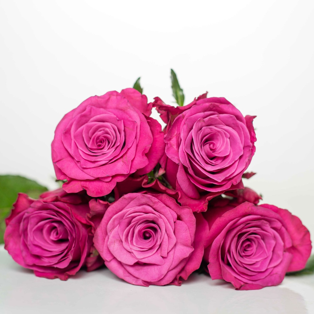 Rose Cool Blue 50cm