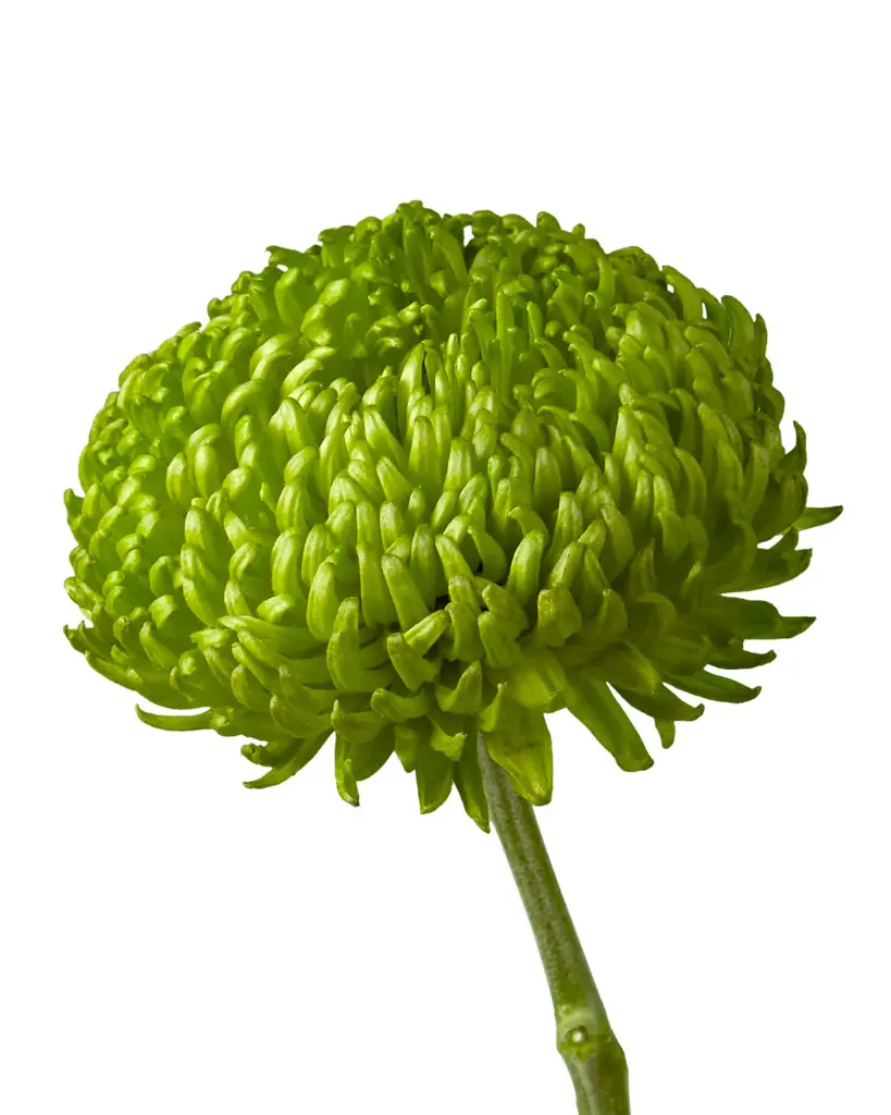 Chrysanthemum Green BDS