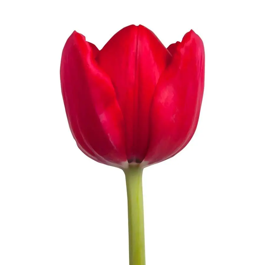 Tulip Ile De France 