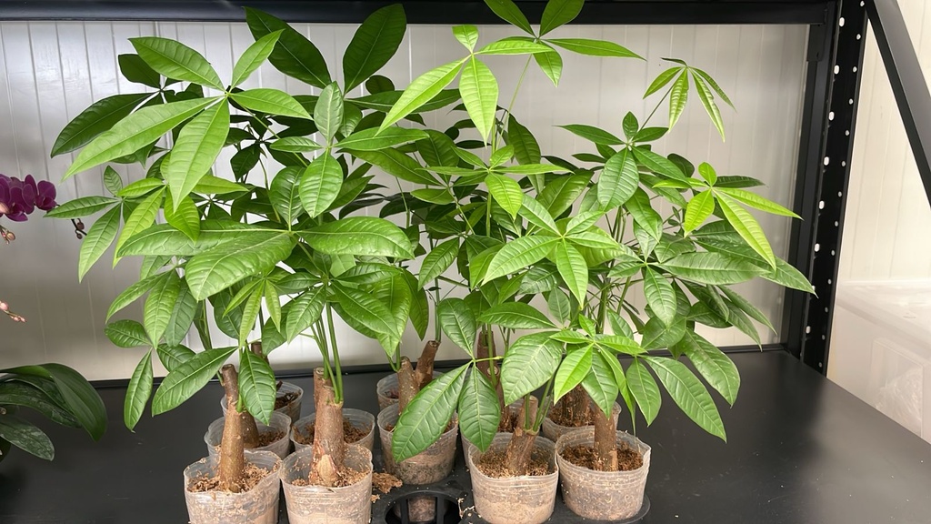 Money Tree