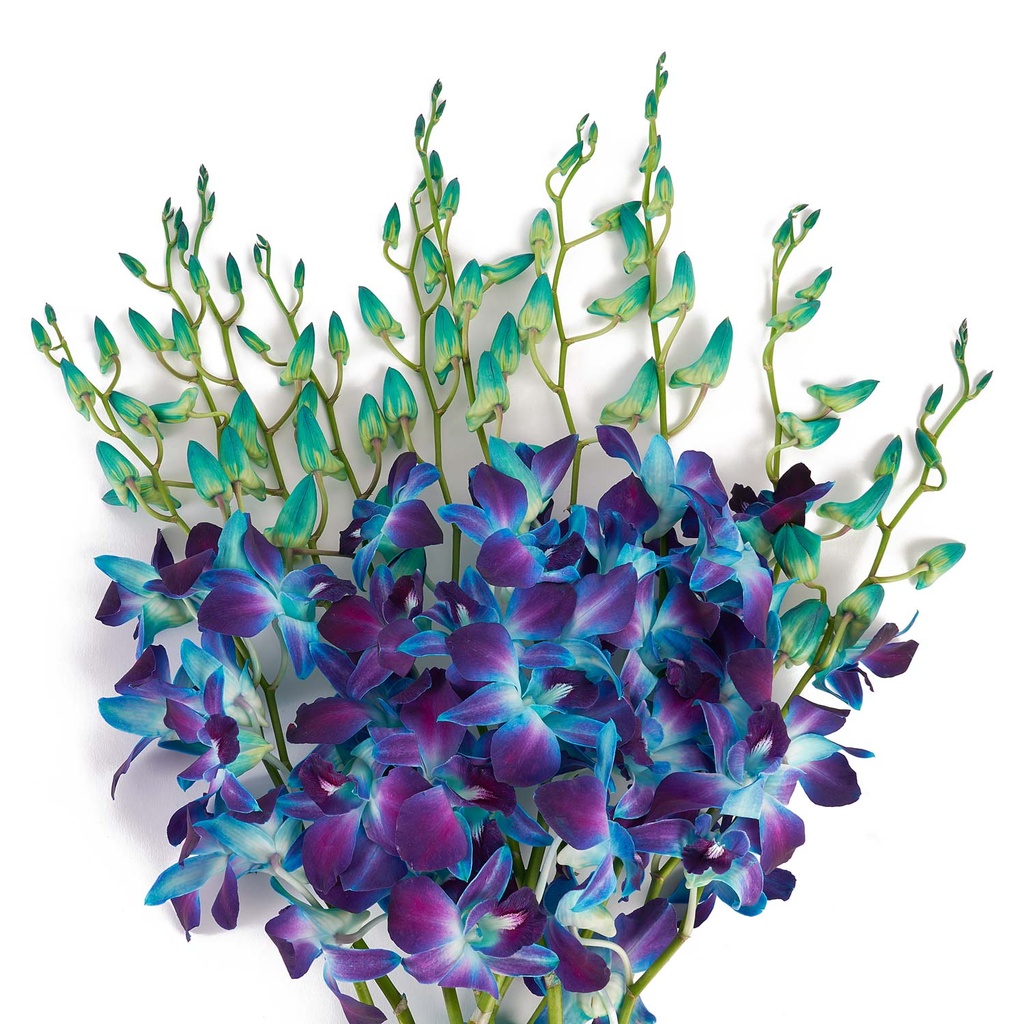 Den.Red Sonia-M Dyed Blue