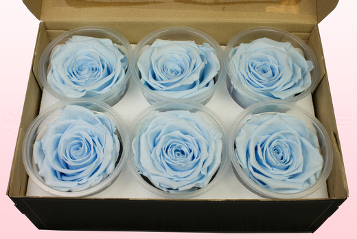 ROSE PRESERVED BLU-89 6Ø