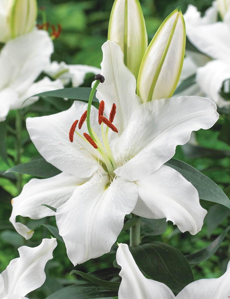 Lilium Signum 80Cm 2/4Bl 