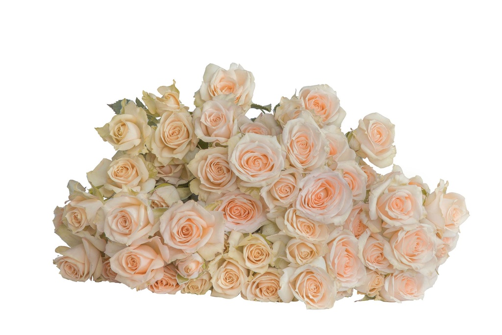 Spray Rose Trisha 50cm 