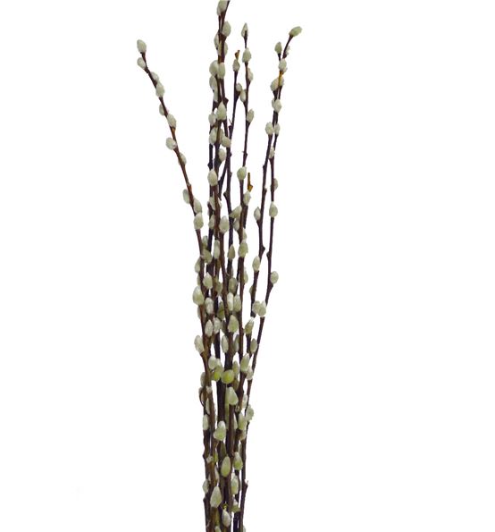 Salix Snow Flake 90cm 