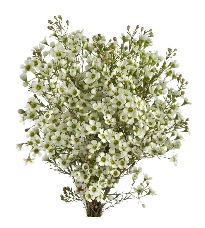 Wax Flower White