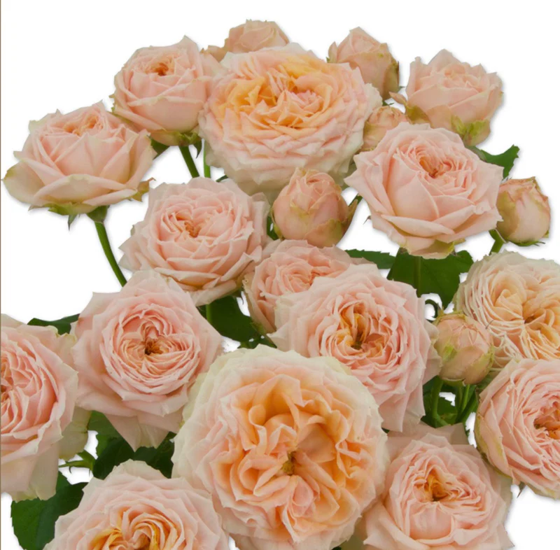 Rose Georgia Peach 50cm