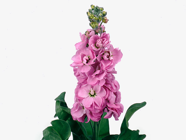Mathiola Pink KN