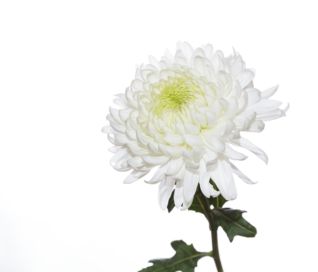 Chrys Cremon Magnum White 70cm 
