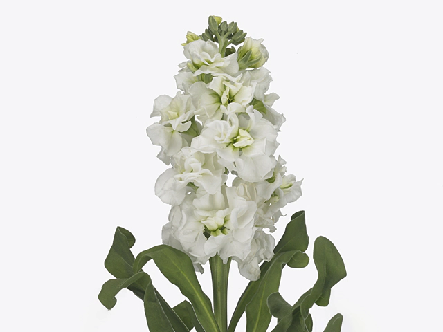 Mathiola Iron White KN