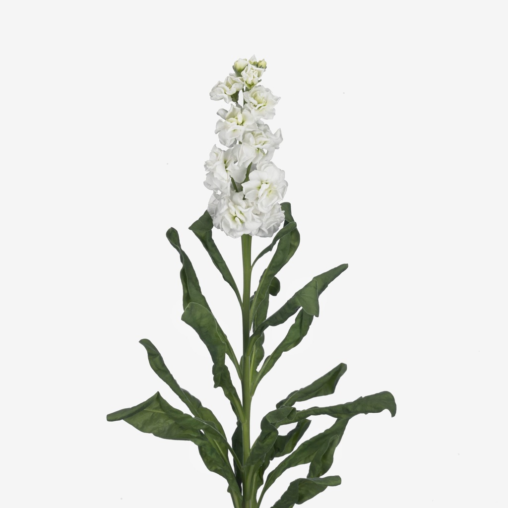 Mathiola Stock White  70cm EC