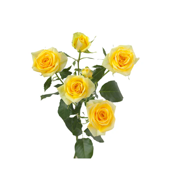 Spray Rose Golden Blossom
