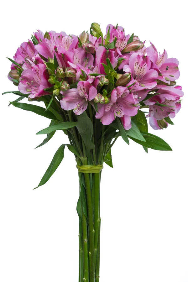 Alstro Purple XFl 70cm