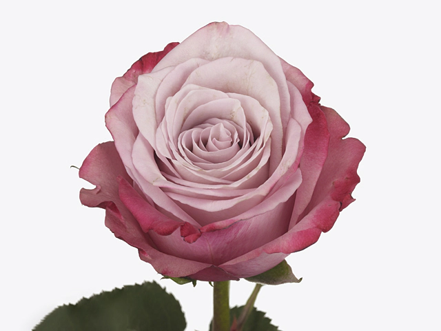 Rose Infused Pink 50cm