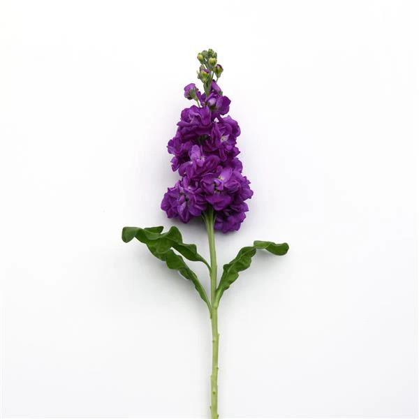 Mathiola Purple KN