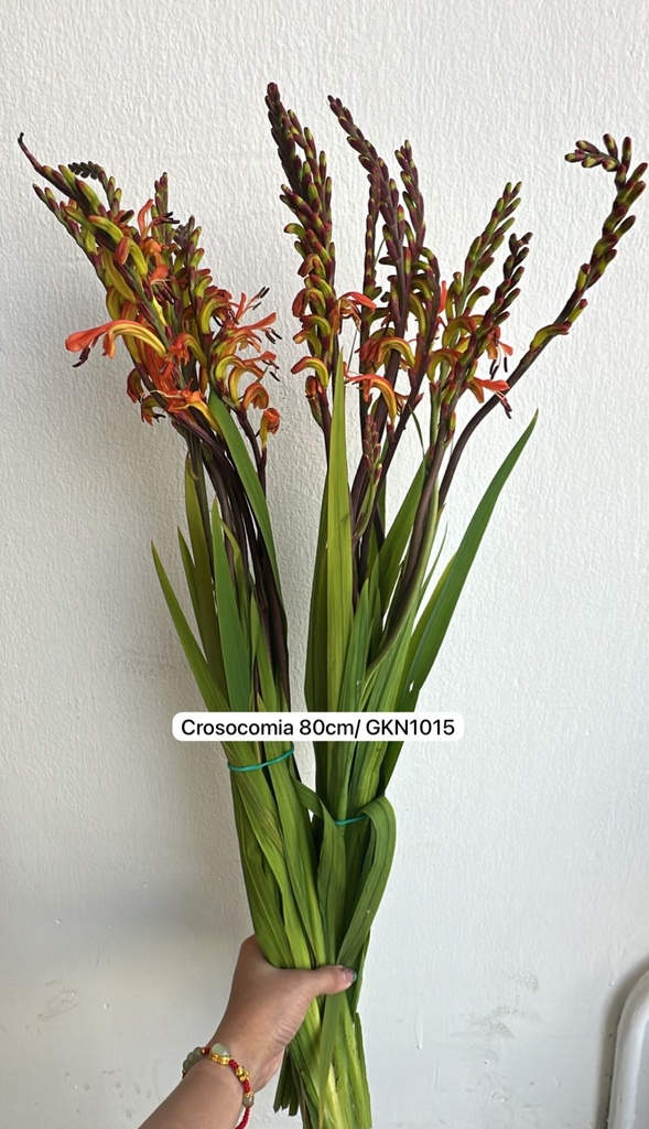 Crocosomia 