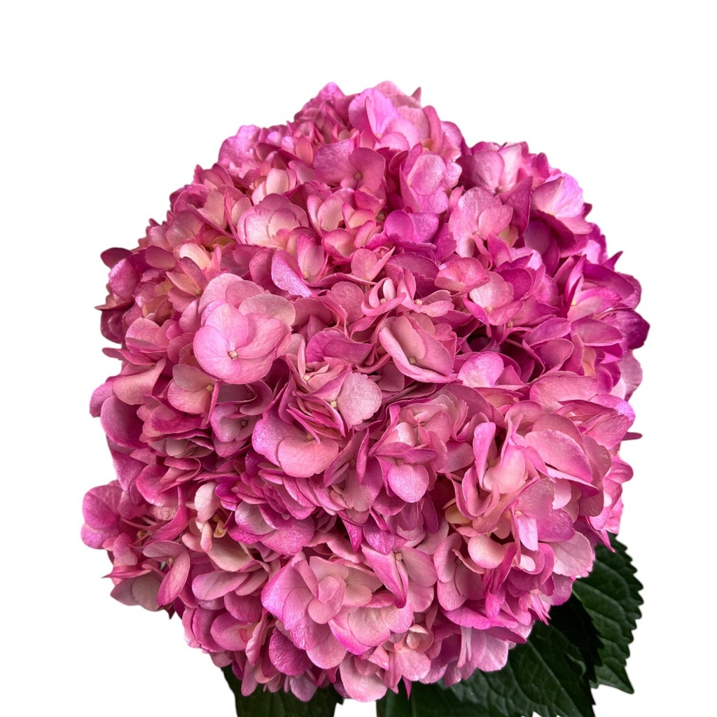 Hydrangea Premium Hot Pink CL1055