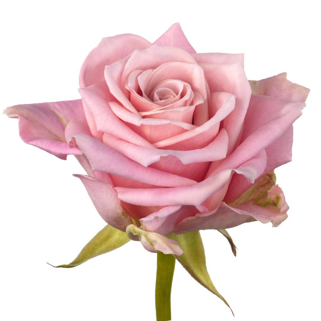 Rose Desert Queen 50cm