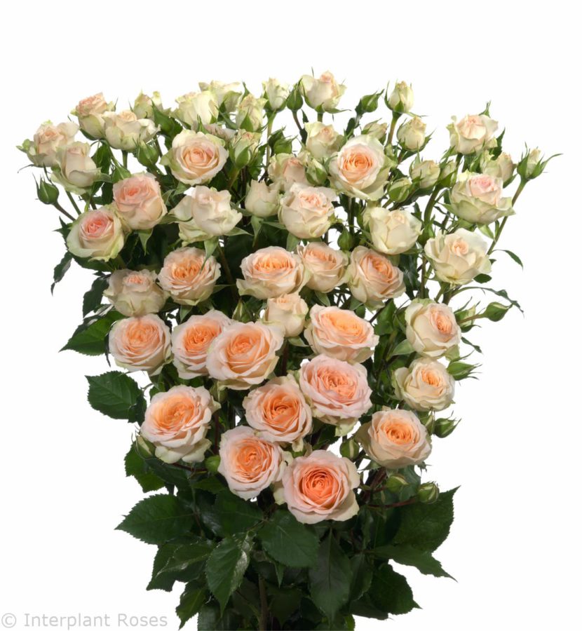 Spray Rose Rosanella 50cm